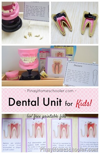 montessori dental unit