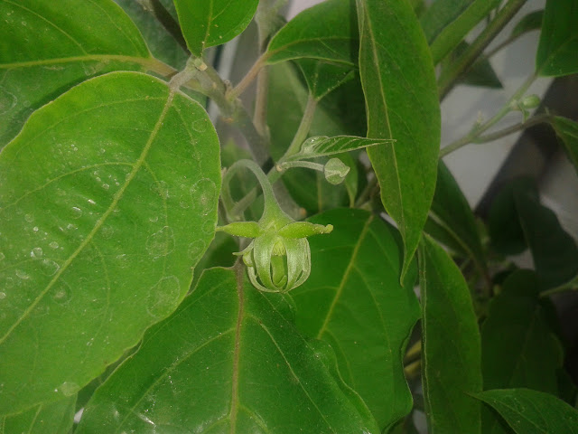 Сananga odorata 20150720_142428