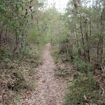 The track to Strickland falls (191354)