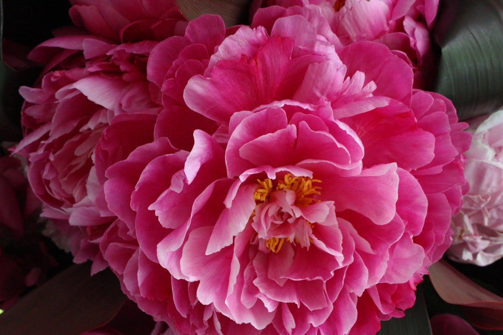 long season of Peonies,