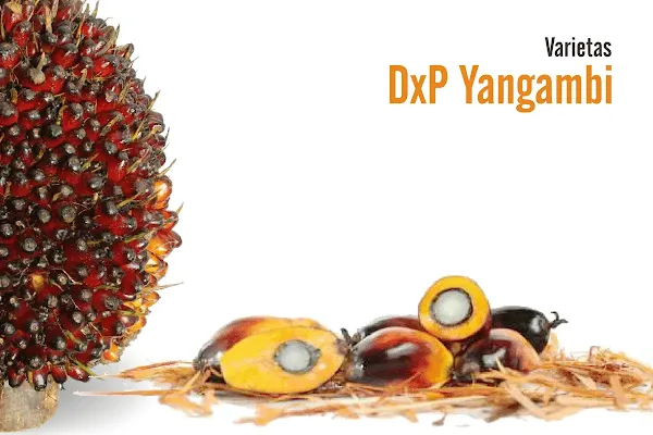 dxp ppks yangambi