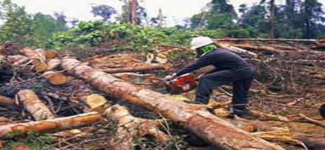 Stop Ilegal Logging dan Perusahaan Perusak Lingkungan di 