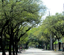 1603155 Mar 26 Tree Tunnel On Mobile Street