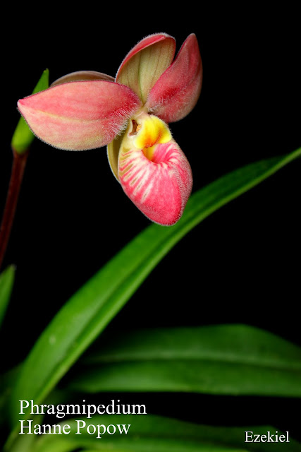 Phragmipedium Hanne Popow IMG_3119