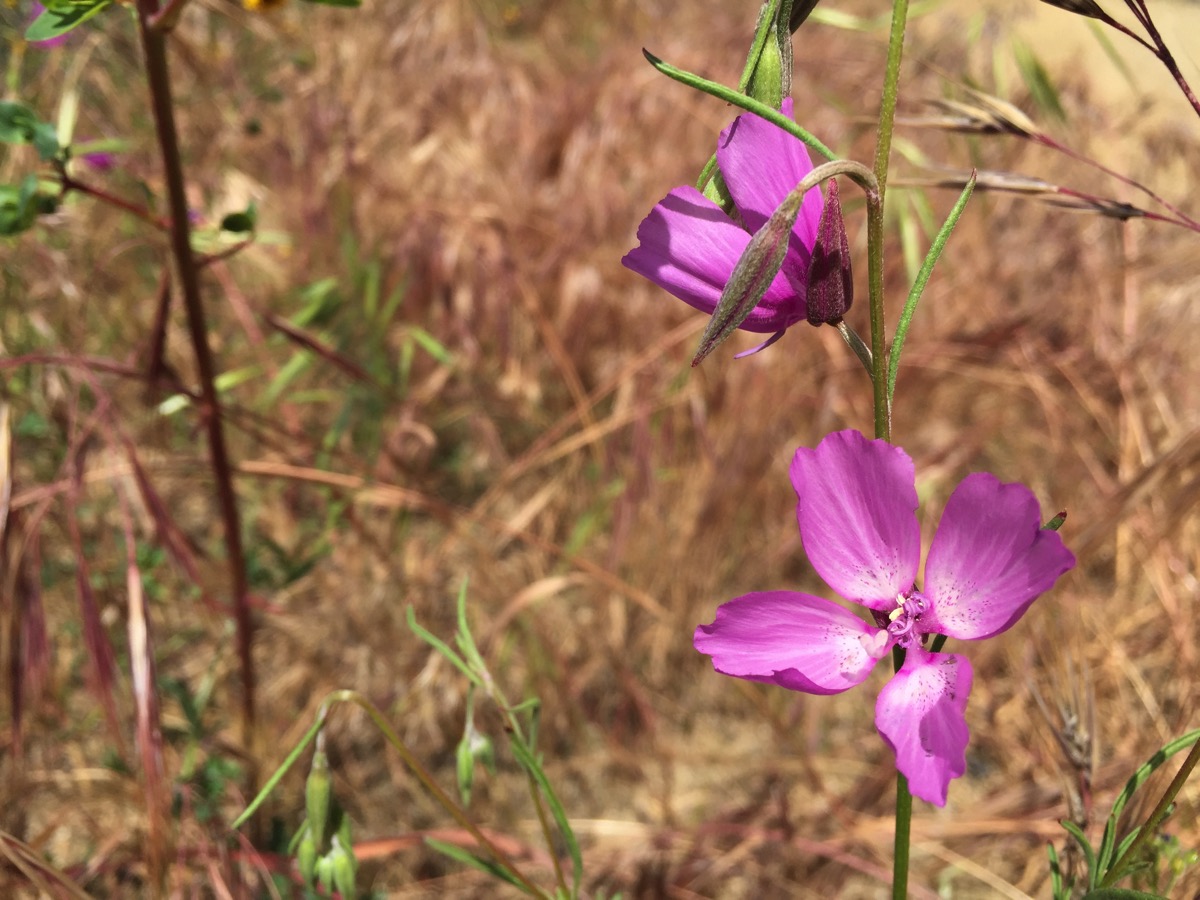 Flowers 6.JPG