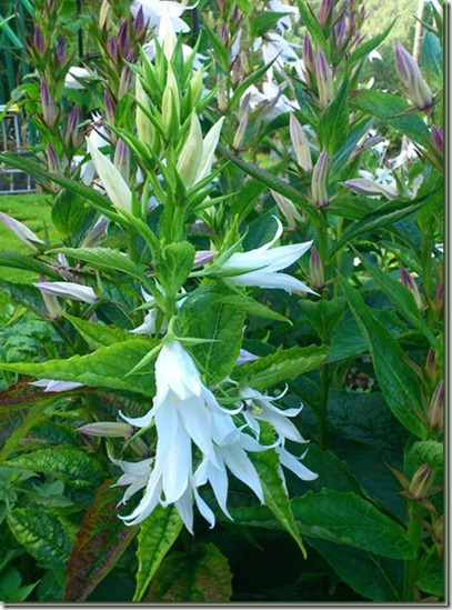 Campanula latifolia alba