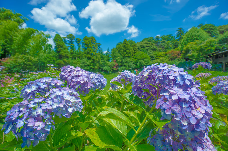 Hydrangea flowers at Hondo-ji Temple18