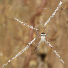 Signature Spider Stabilimentum