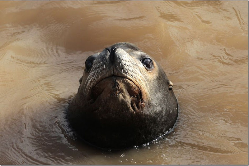 Les-otaries-du-Marineland