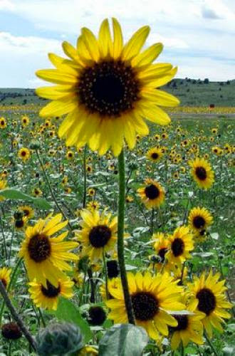 Motivational Monday A Sunflower