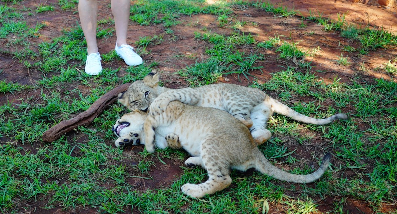 cub interaction at Ukutula Lion Reserach Center in Johannesburg, South Africa