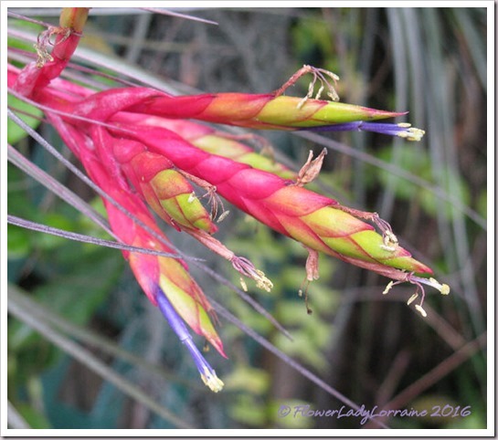 03-19-air-plant_thumb2