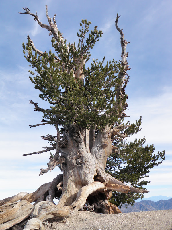 Mount Baden-Powell • 1,500 Year-Old Waldron Tree