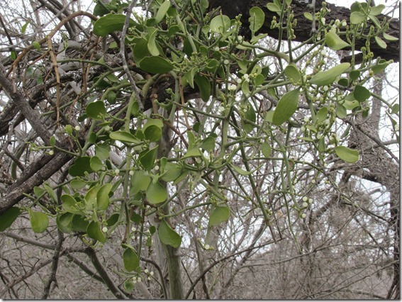 2019-1-26-mistletoe-closeup_thumb1