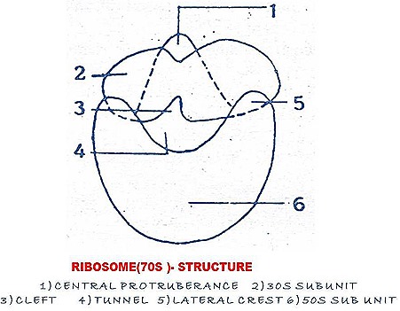 ribiosomes-structure-function (1)