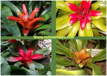 Gambar Bromelia Niludarium