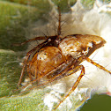 Lynx spider