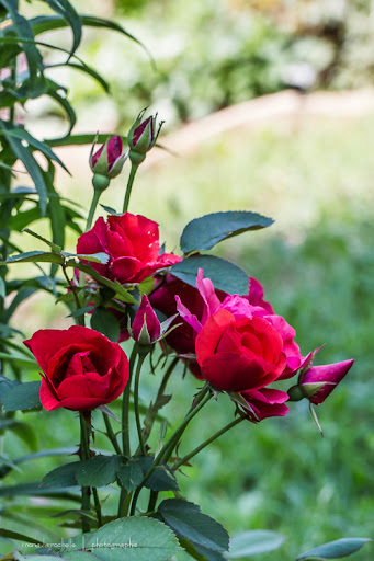 Rosa Morden Fireglow Rosa-morden-fireglow-130717-70rm