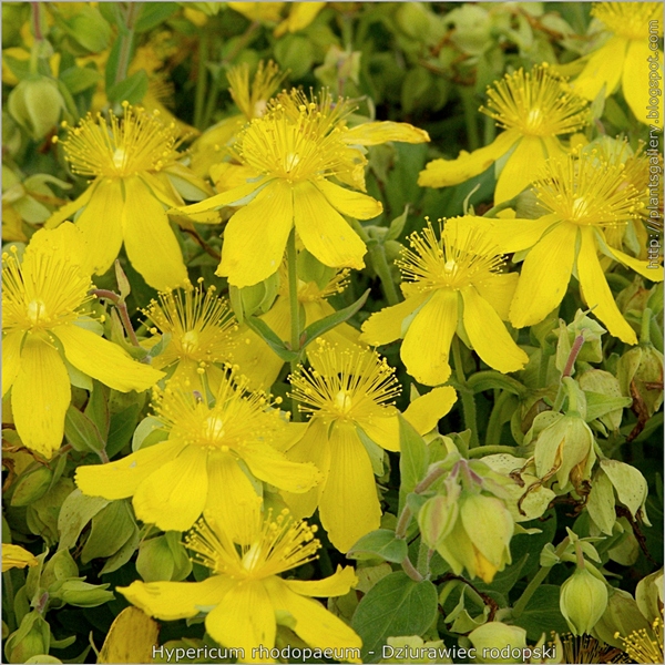 Hypericum rhodopaeum - Dziurawiec rodopski
