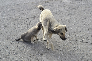 Армения: сокровища нации