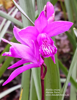 Ficha Bletilla striata / Orquídea urna - Tienda Botánica