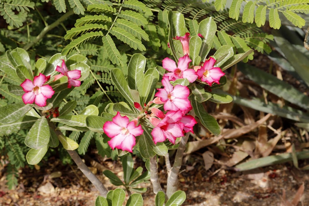 Mon jardin senegalais _MG_4812