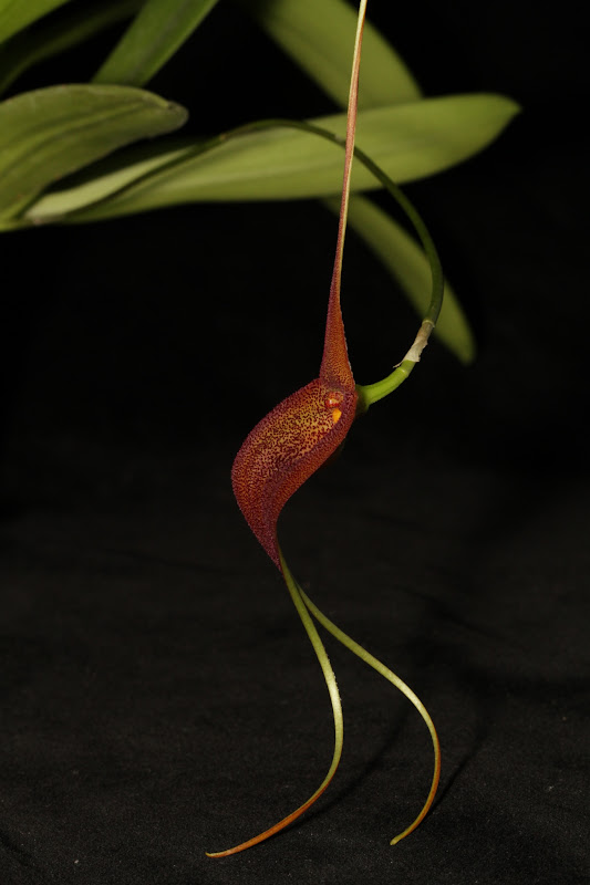 Masdevallia ayabacana IMG_8831