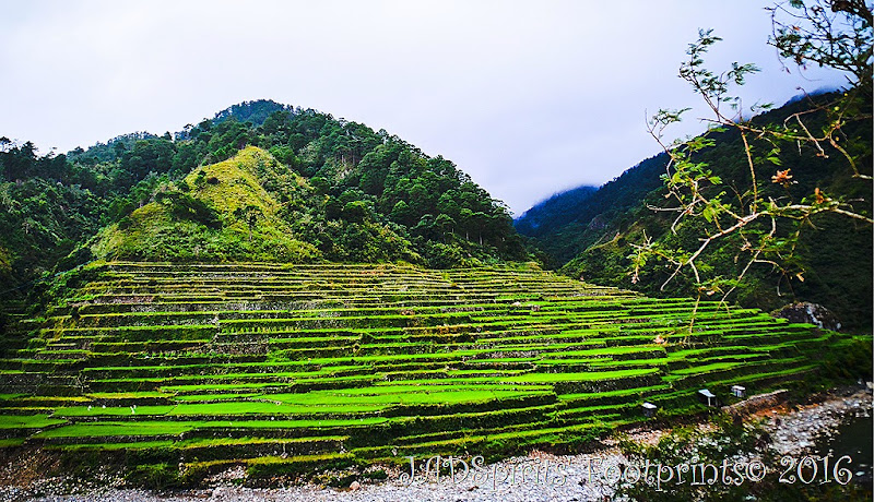 Rice Terraces of Bontoc