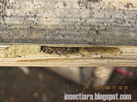 Saat sedang membelah bambu untuk memperbaiki kandang ayam, disalah satu batang bambu, aku mendapati ada seekor kumbang didalamnya. Kumbang yang memakan batang bambu tersebut sepertinya masih muda ya karena ternyata ia belum dapat terbang dengan baik.