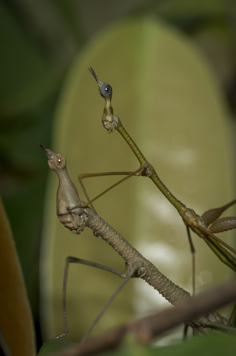 Stick Grasshopper