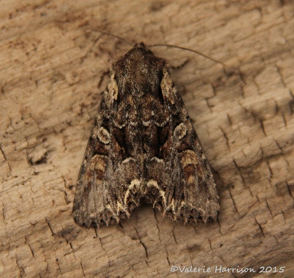 Pale-shouldered-Brocade