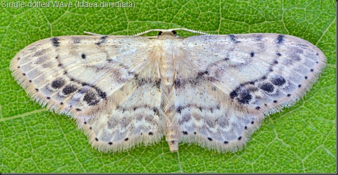 Single-dotted Wave Moth (Idaea dimidiata)