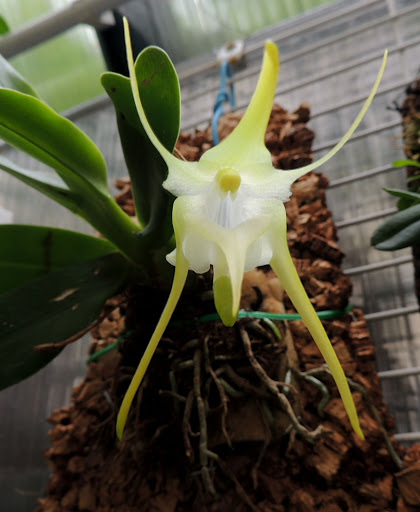 Aeranthes grandiflora DSCN2258-001