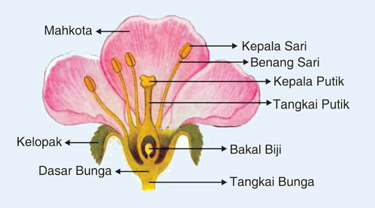 10 contoh tumbuhan yang berkembang biak secara generatif