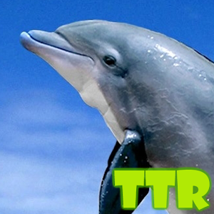 Download free dolphin live wallpaper For PC Windows and Mac