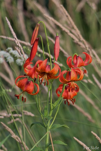 Lilium michiganense