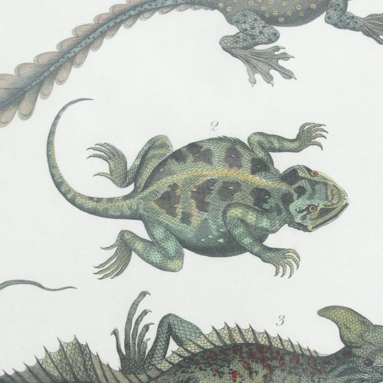 19th C. Reptile & Amphibian Engraved Bookplate Trio