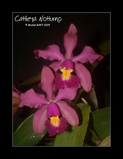 Cattleya Notturno (schilleriana x violacea) Cattleya_Notturno