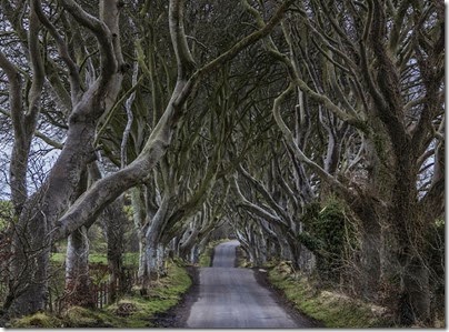 02.Camino Dark Hedges