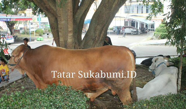 
Sapi Kurban Jokowi Di Depan Mesjid Agung Sukabumi Menjadi Tontonan Warga
