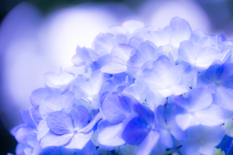 Hydrangea flowers at Takahatafudoson Kongoji Temple27