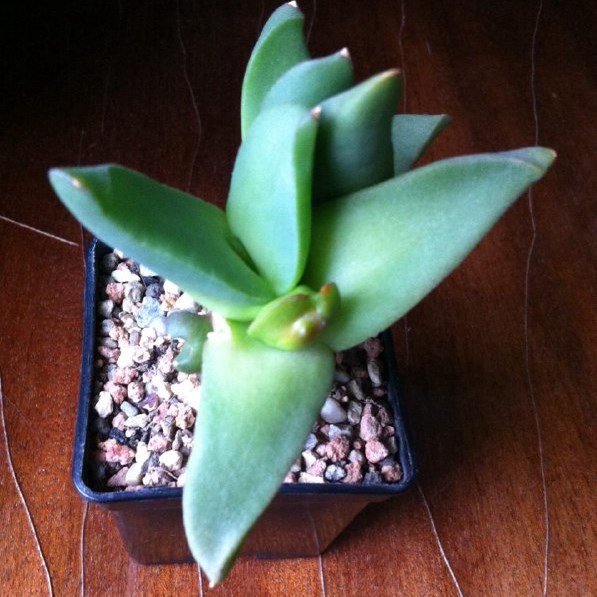 glottiphyllum-20151024-1.jpg