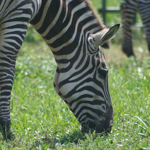 Leesburg Animal Park logo