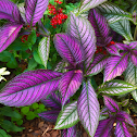 Persian Shield