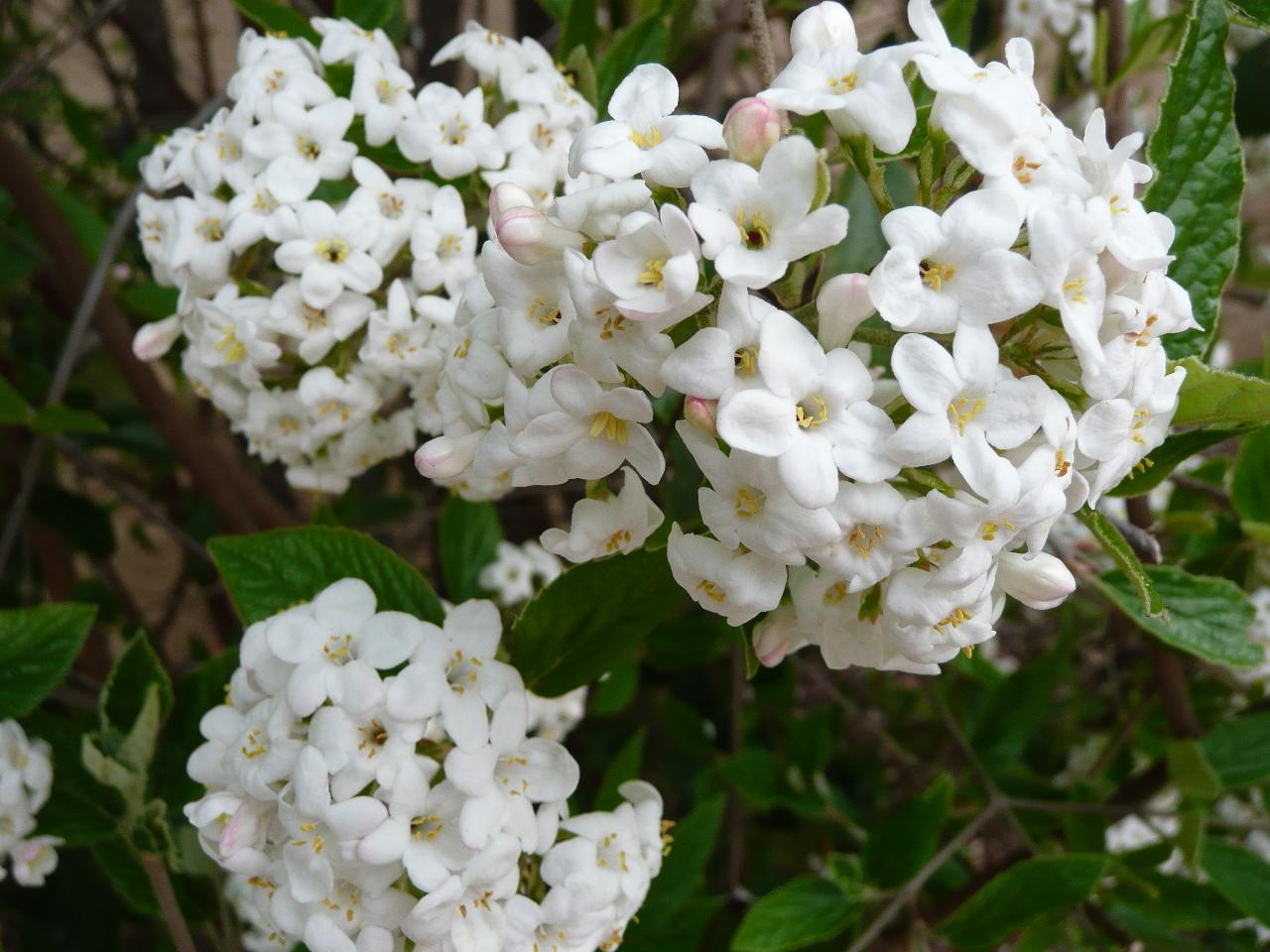 Flowering Trees at Poco Diablo