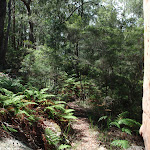 Ferns around Birrawana Track (117493)