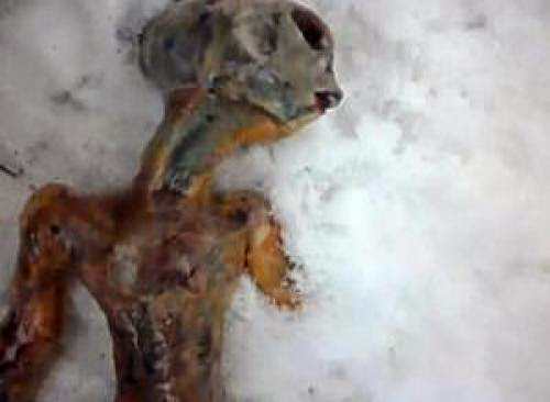 Dead Alien Found In Siberia 2011 Update