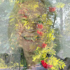 Birgit Backlund-Palander