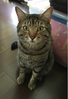 Hello! My name is Pickles~ Hello! My name is Pickles~