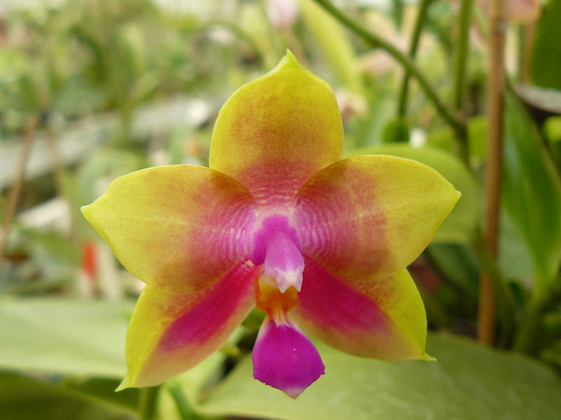 Phalaenopsis Penang Girl (violacea x venosa) P1050296